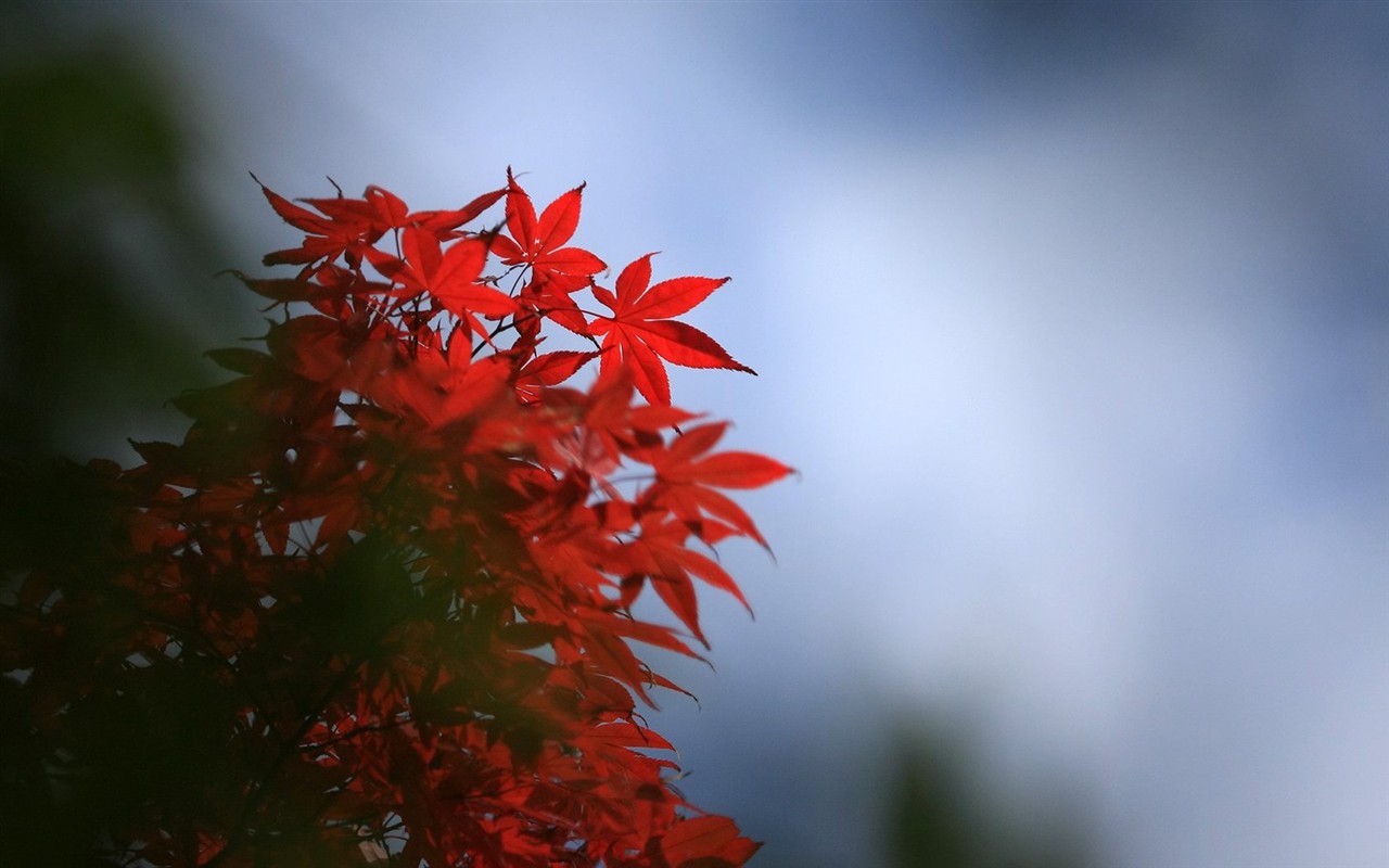 Japan Tour: Rokko Mountain leaves #7 - 1280x800