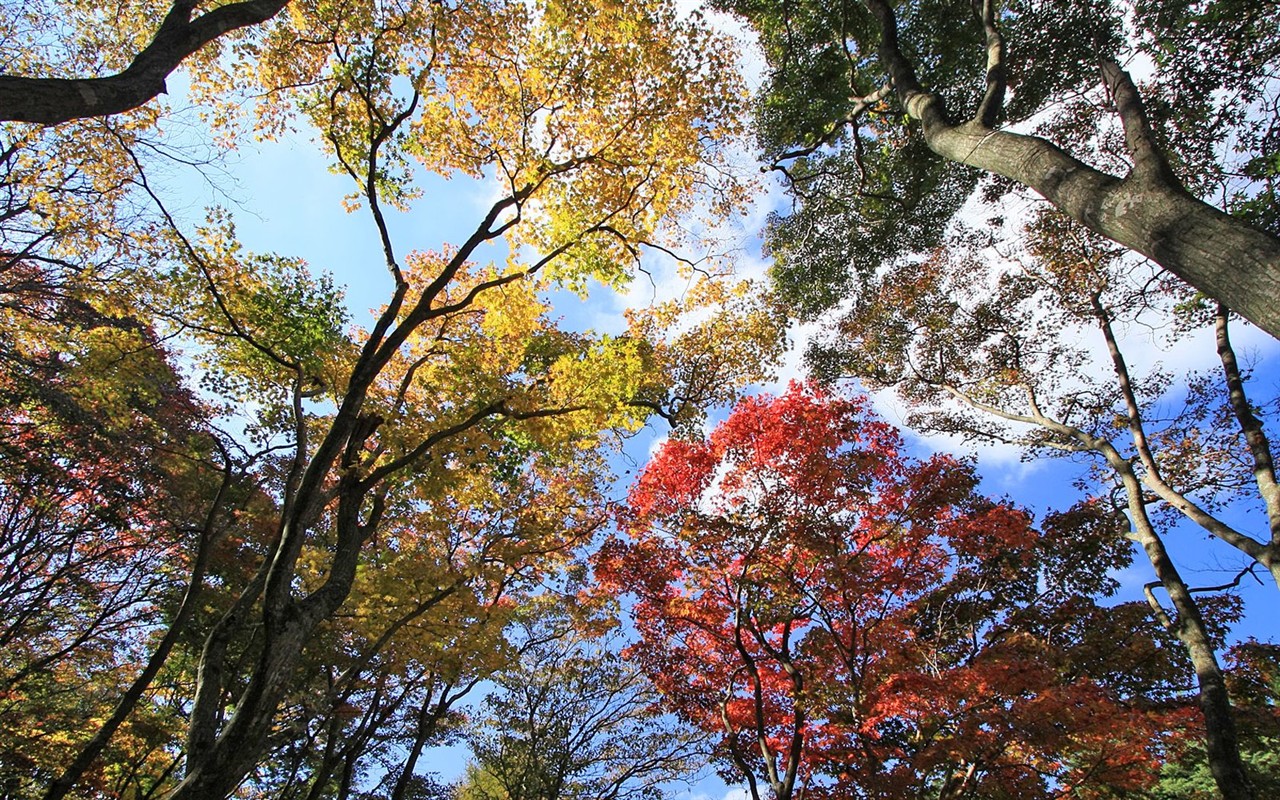 Japan Tour: Montañas Rokko hojas #11 - 1280x800