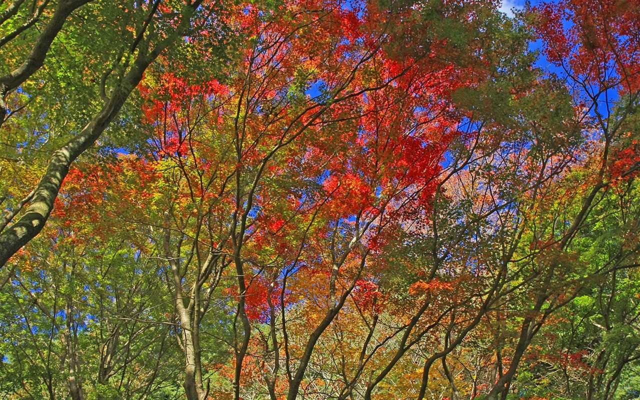 日本之旅：六甲山之紅葉 #14 - 1280x800