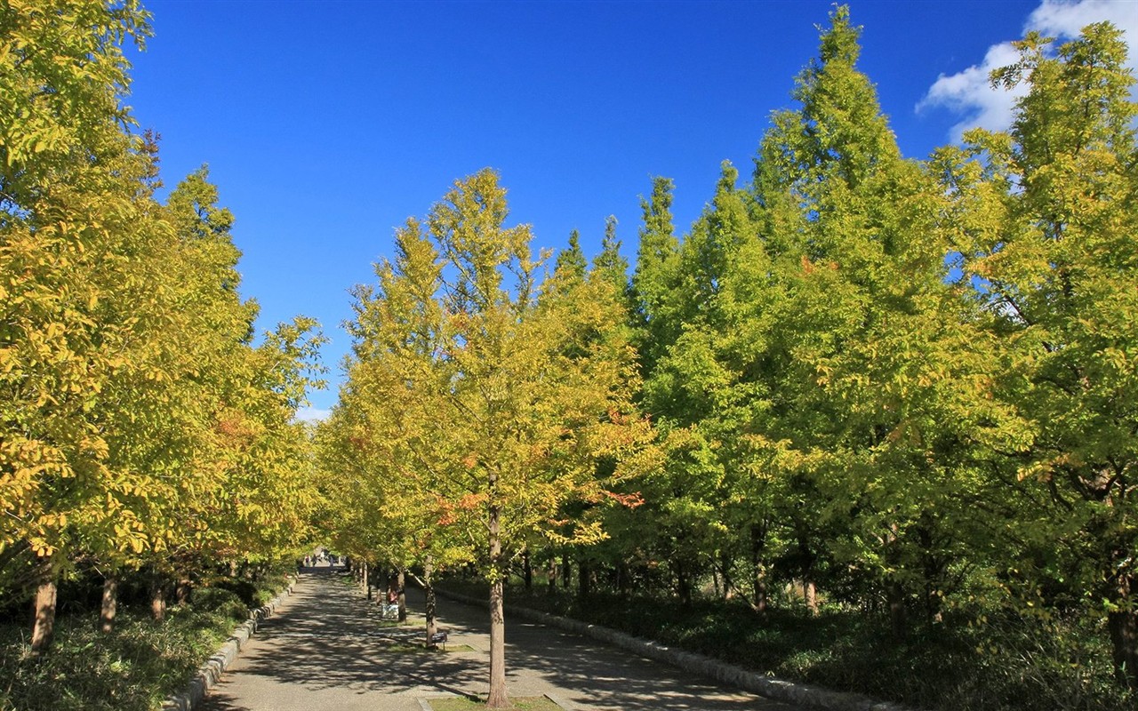 Japan Tour: Rokko Mountain leaves #17 - 1280x800