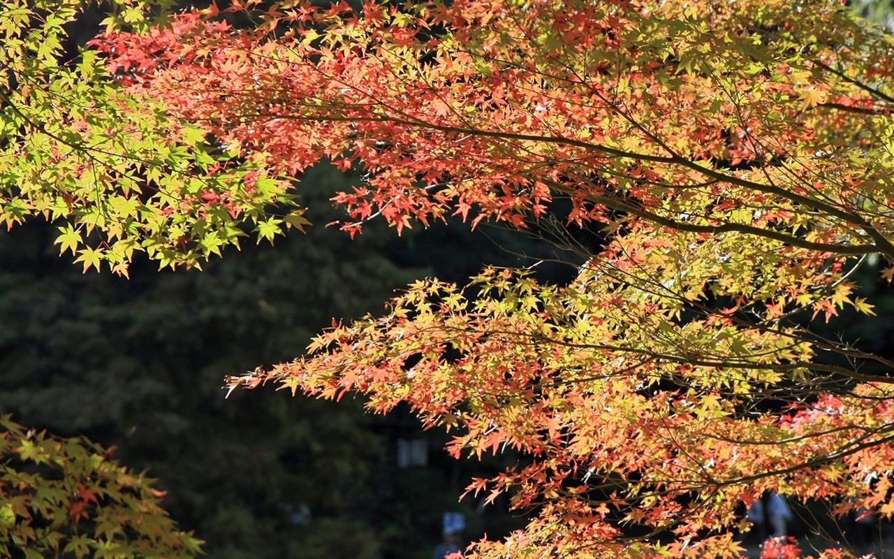 Japan Tour: Montañas Rokko hojas #18 - 1280x800