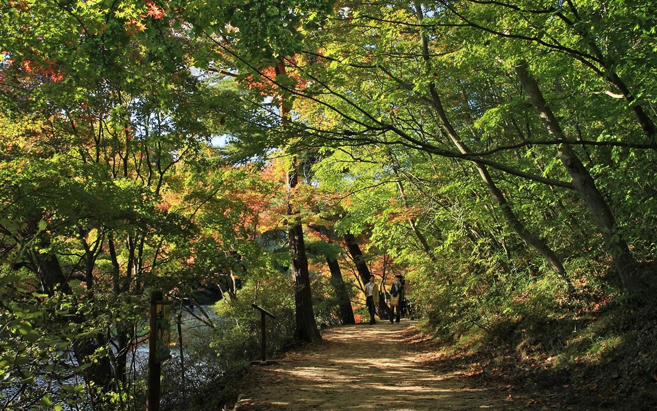 Japan Tour: Rokko Mountain leaves #19 - 1280x800