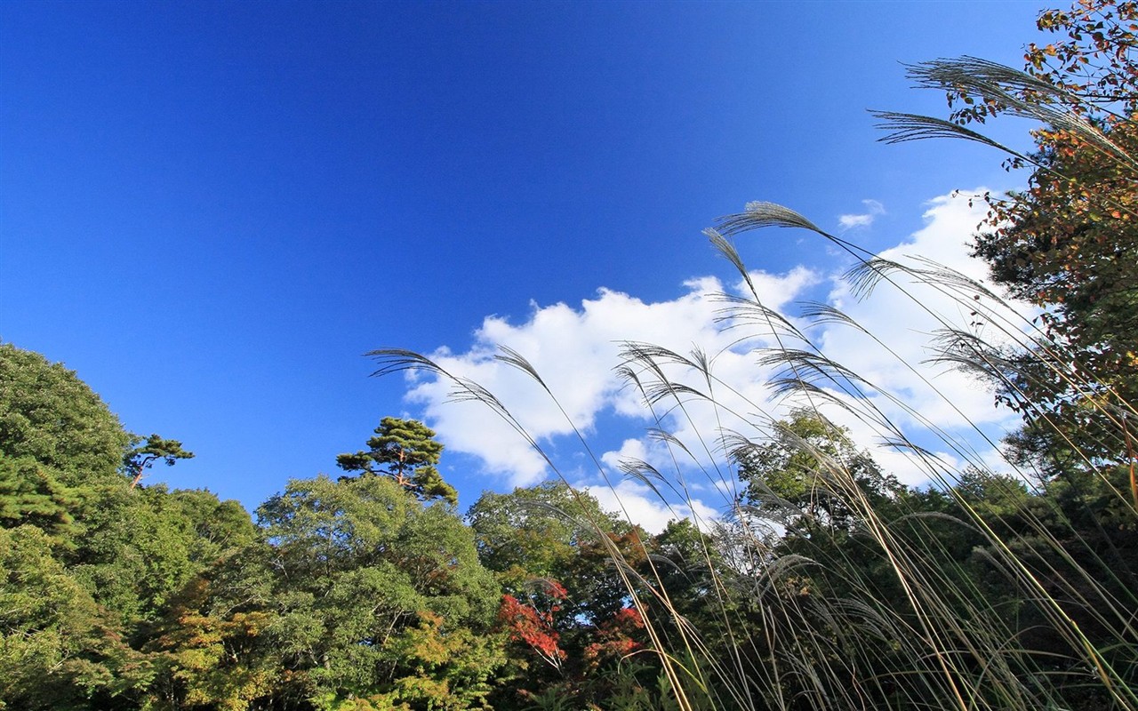 Japan Tour: Montañas Rokko hojas #21 - 1280x800