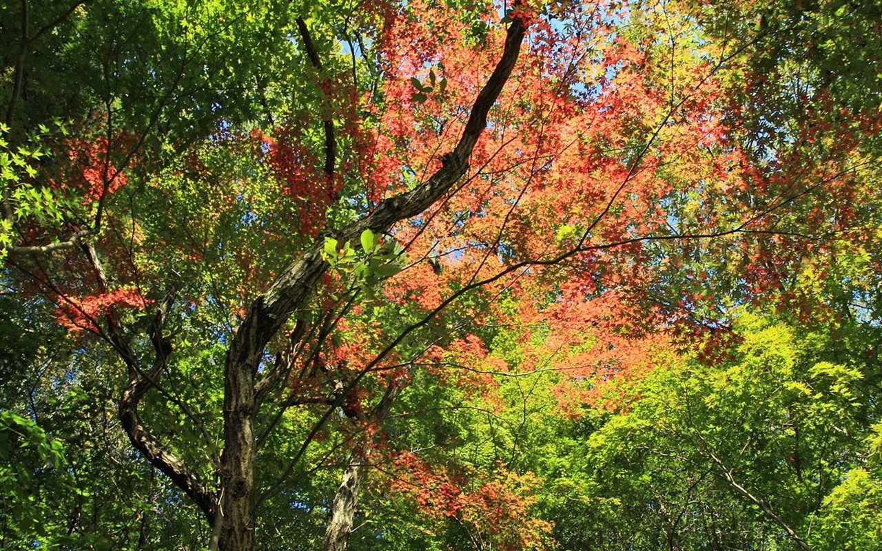 Japan Tour: Montañas Rokko hojas #22 - 1280x800