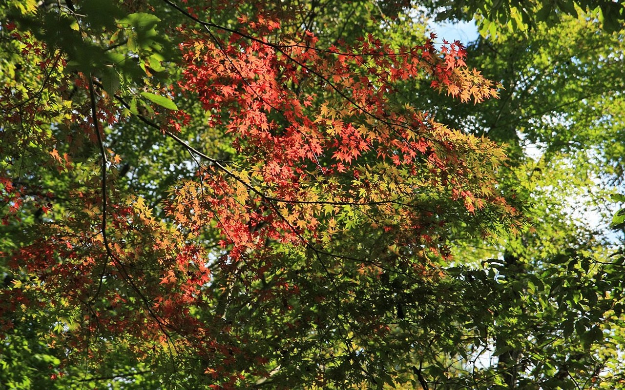 Japan Tour: Rokko Mountain leaves #23 - 1280x800