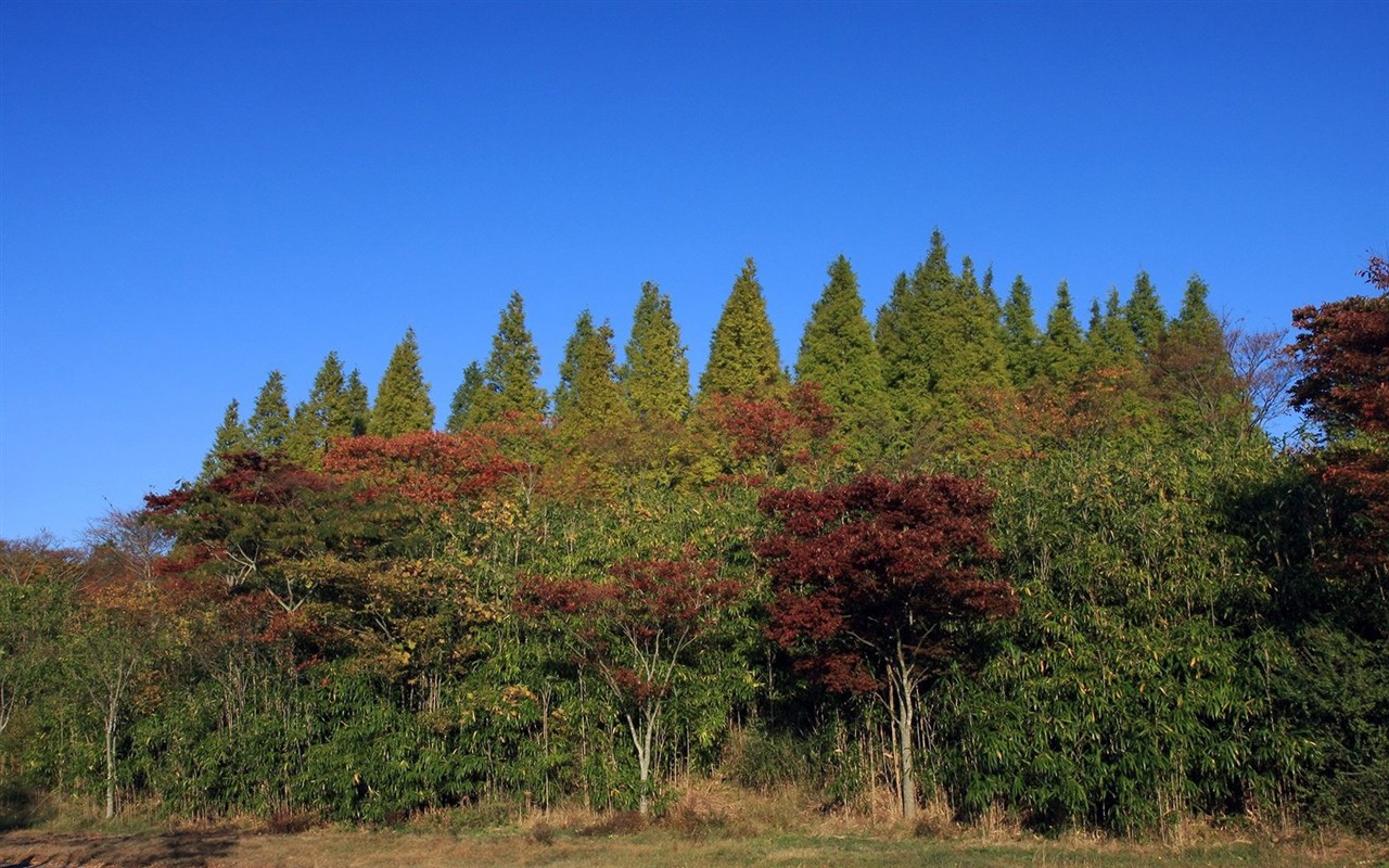 Japan Tour: Rokko Mountain leaves #24 - 1280x800