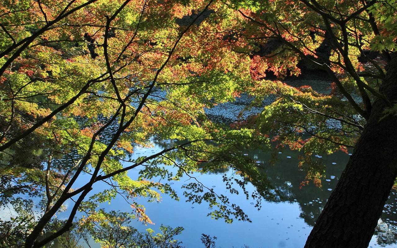 Japan Tour: Rokko Hory listy #25 - 1280x800