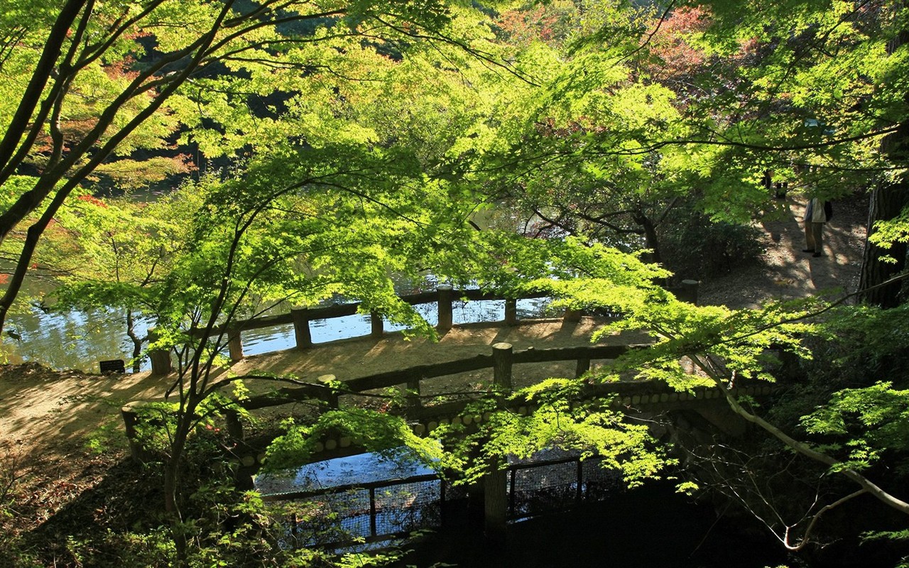 Japan Tour: Berg Rokko Blätter #27 - 1280x800