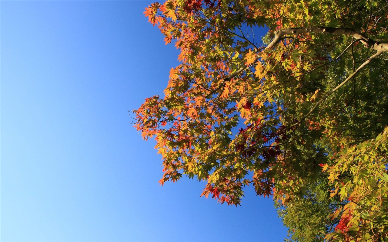 Japan Tour: Rokko Mountain leaves #32 - 1280x800