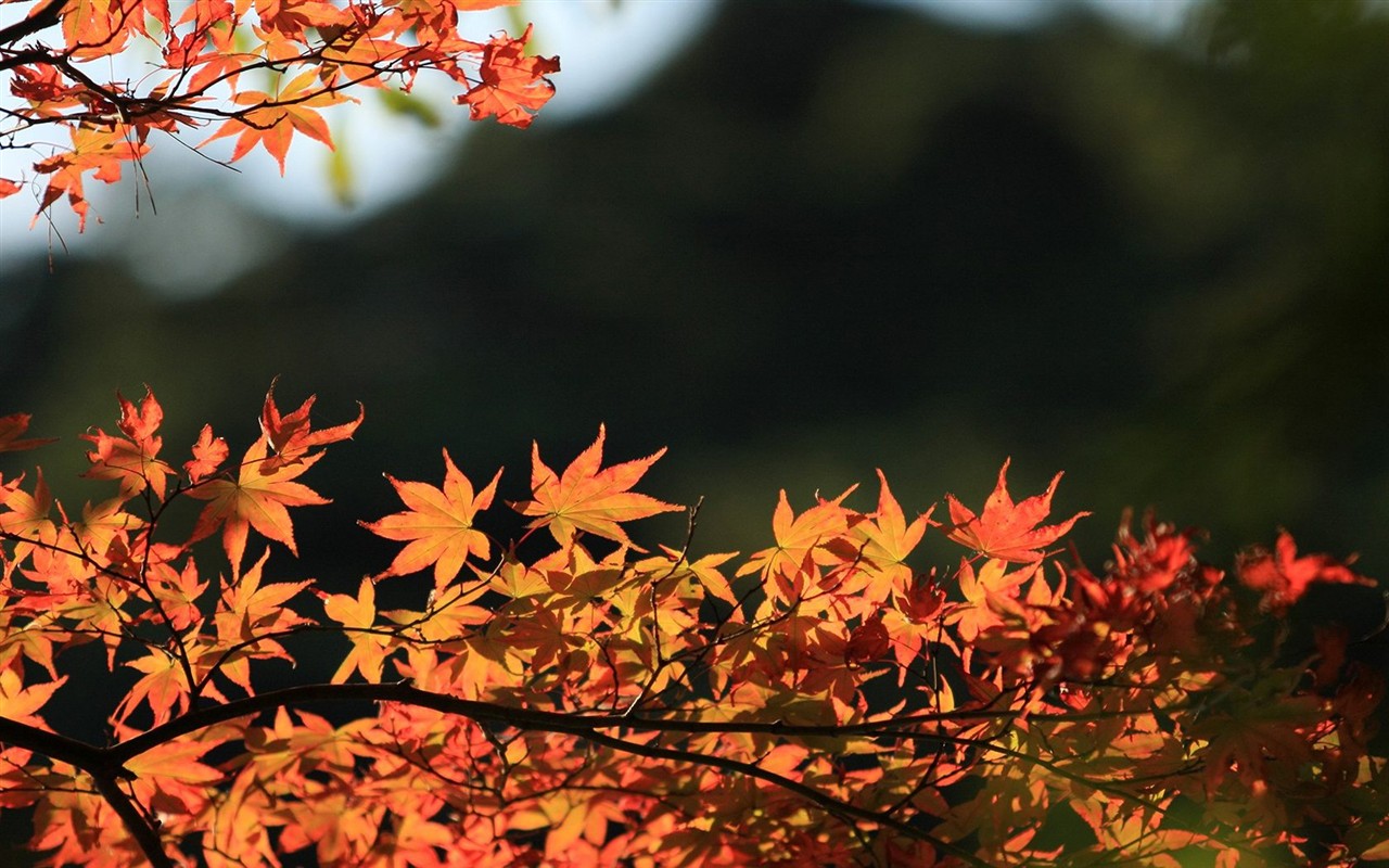 Japan Tour: Rokko Mountain leaves #34 - 1280x800