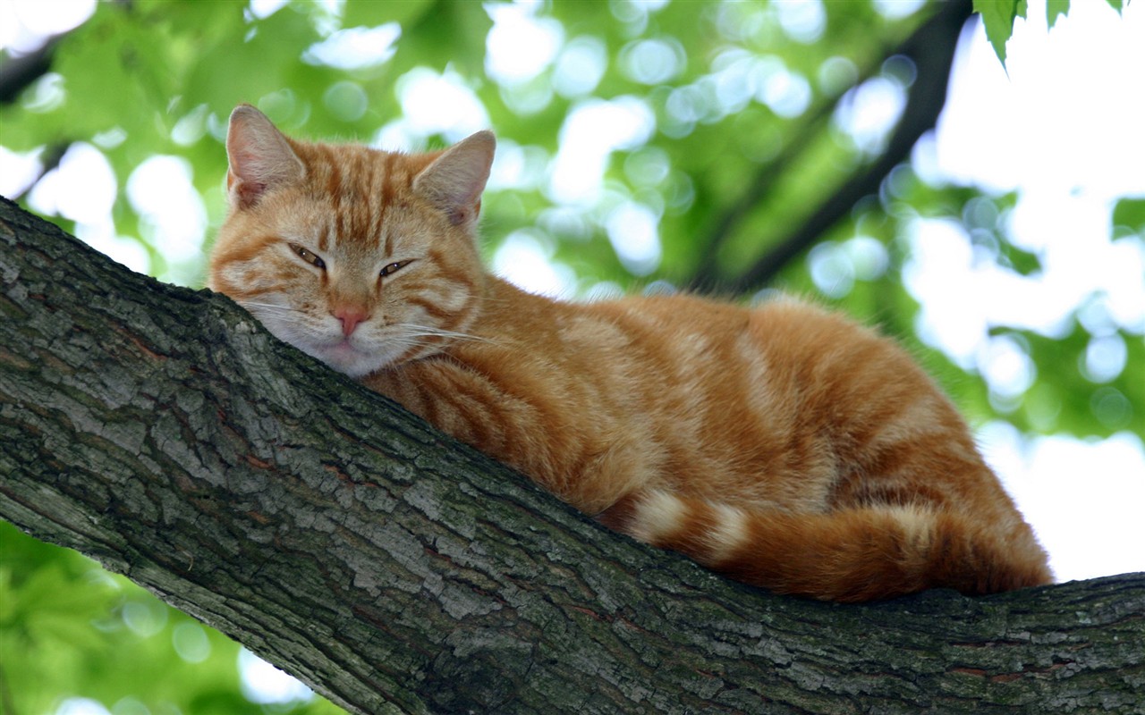 cat foto HD Tapety na plochu #3 - 1280x800