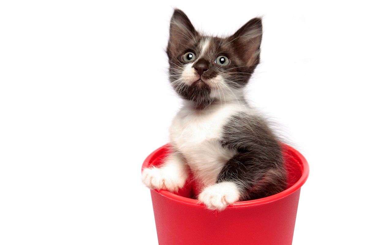 猫咪写真高清壁纸7 - 1280x800