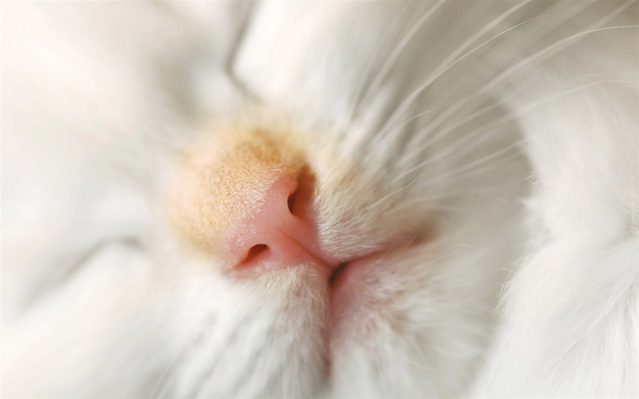 cat foto HD Tapety na plochu #8 - 1280x800