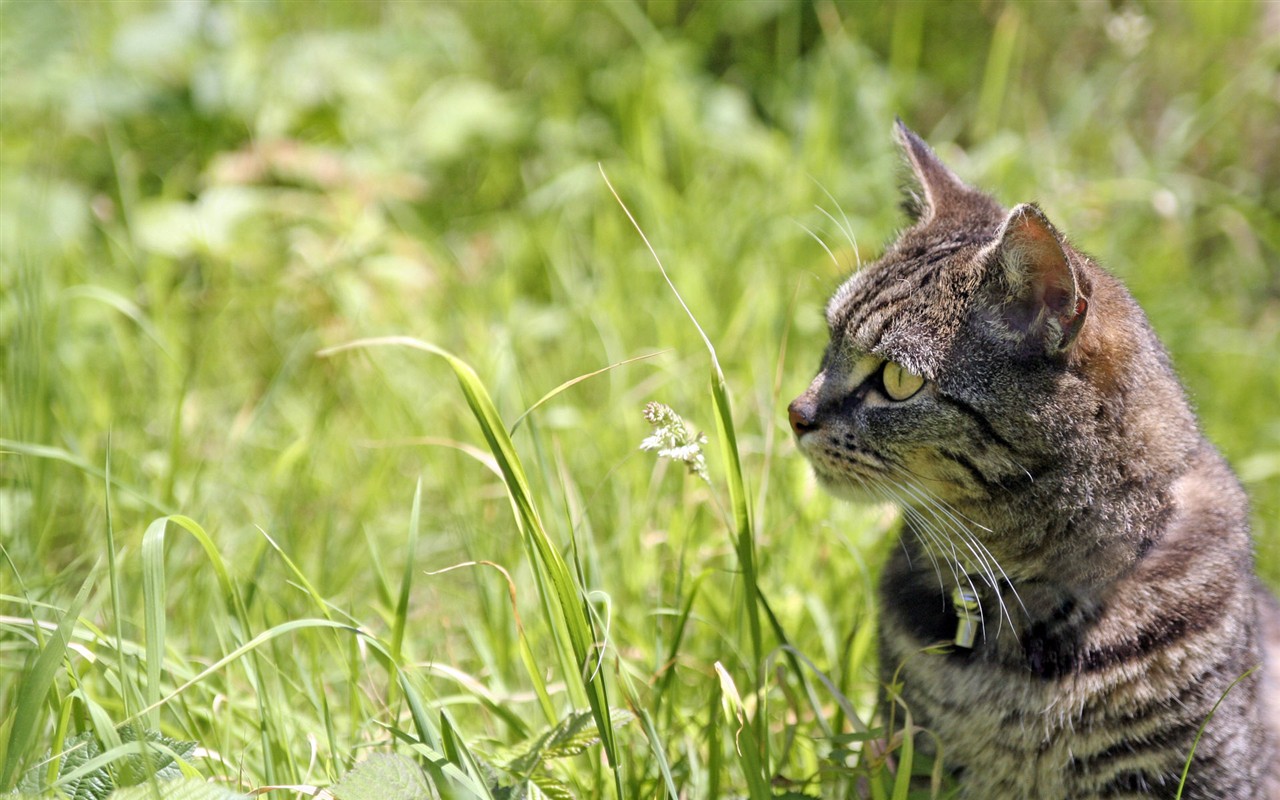 cat foto HD Tapety na plochu #19 - 1280x800