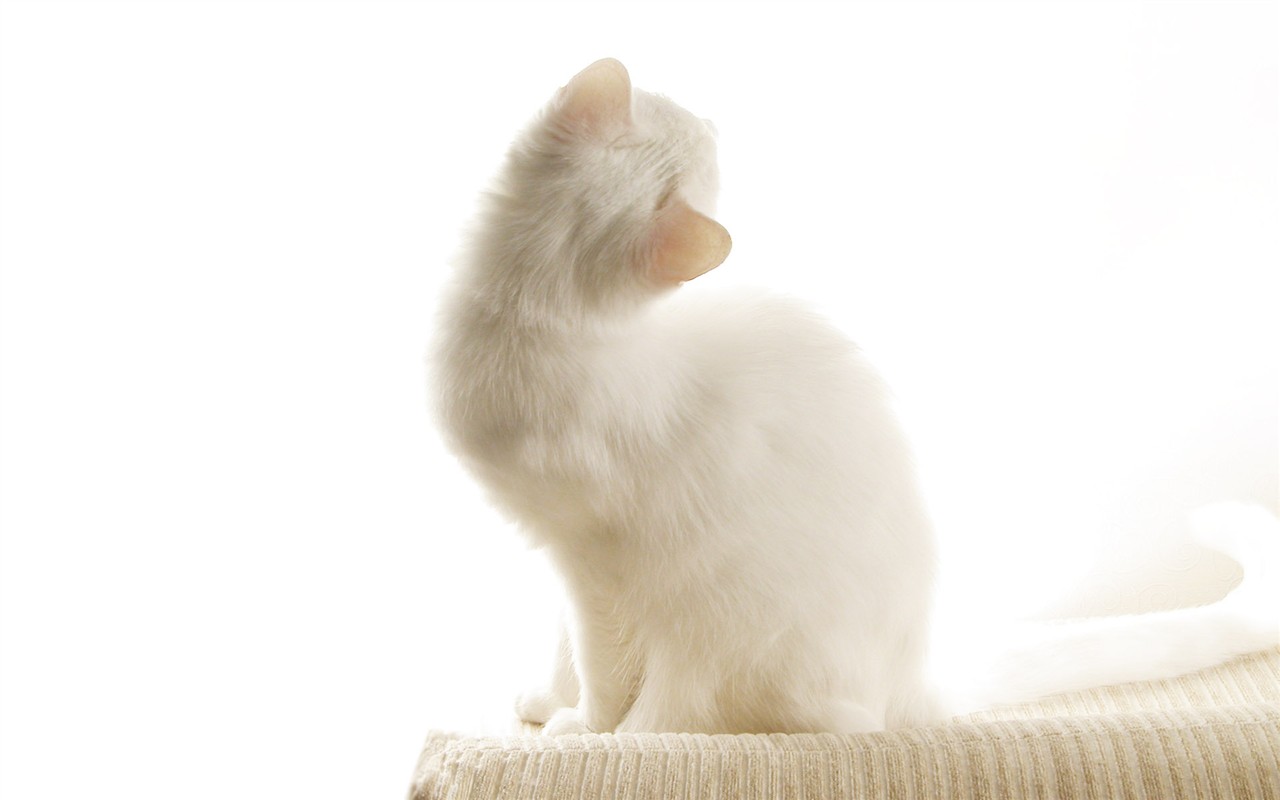 cat foto HD Tapety na plochu #21 - 1280x800