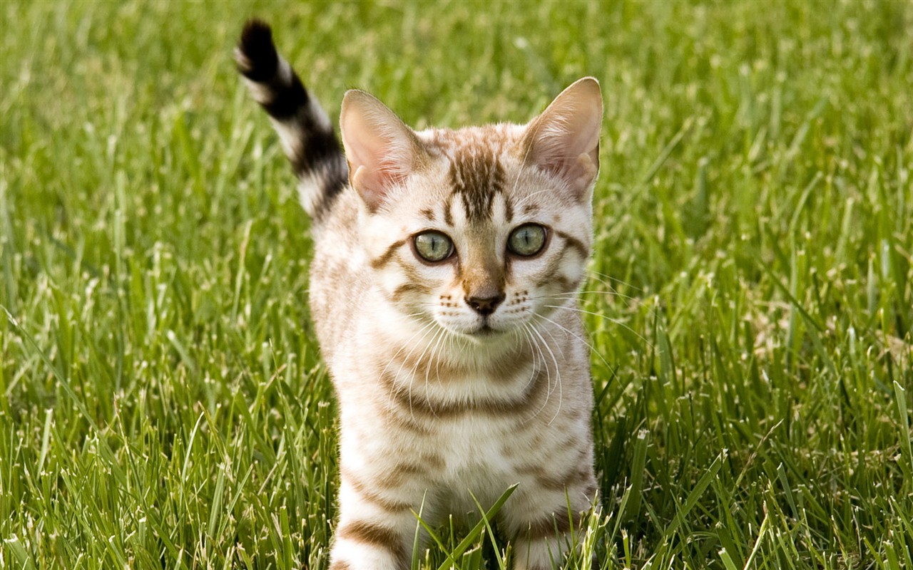 cat foto HD Tapety na plochu #26 - 1280x800