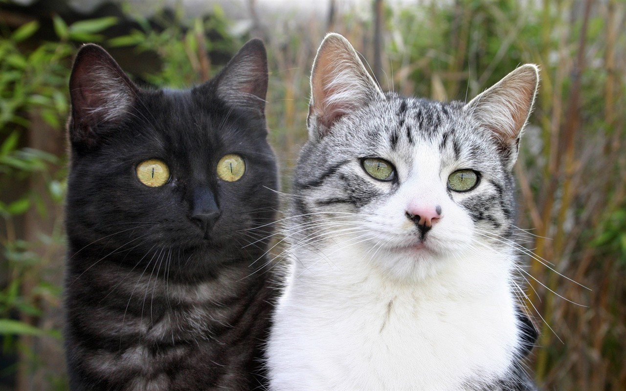 cat foto HD Tapety na plochu #30 - 1280x800
