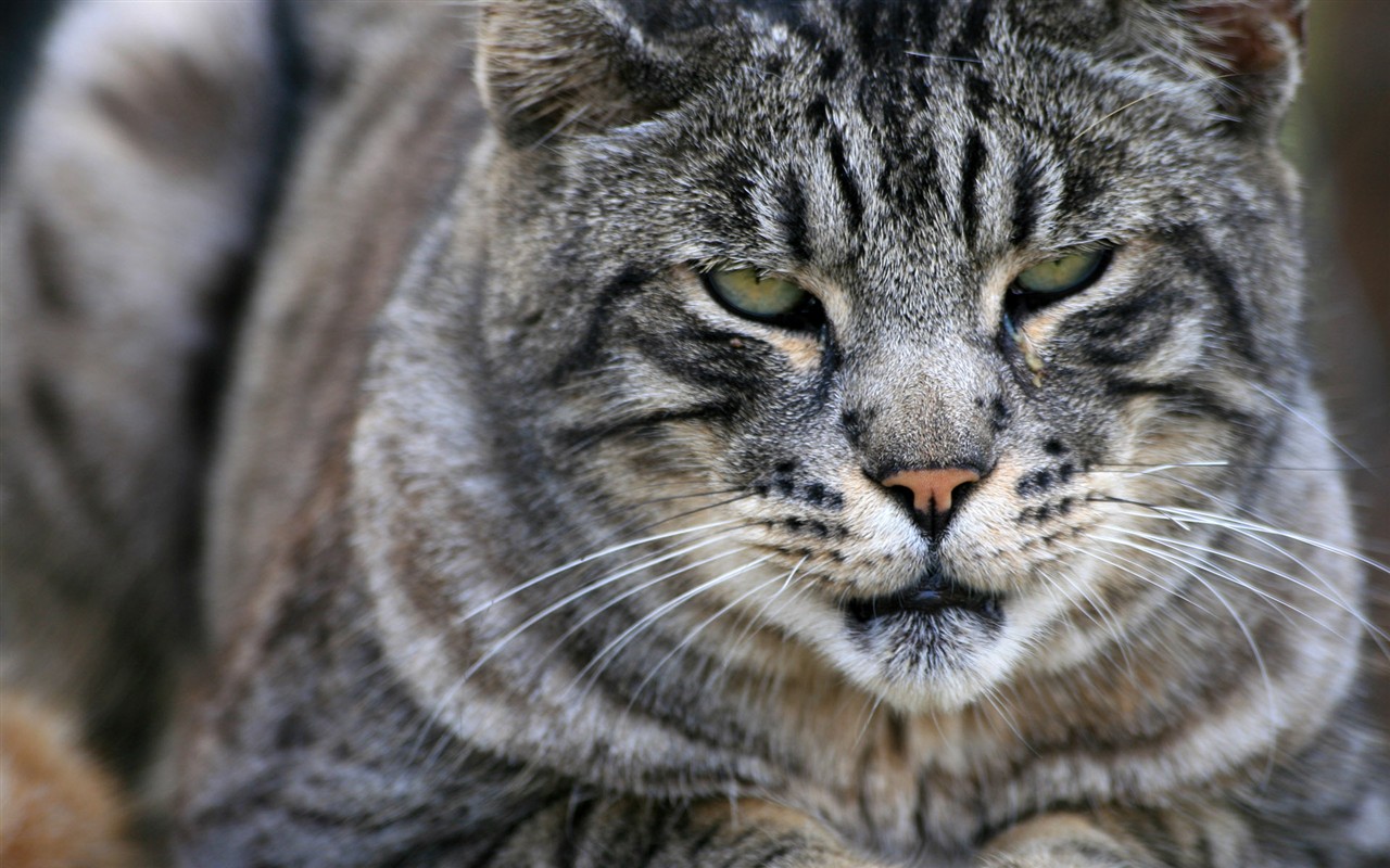 Cat photo HD Wallpapers #31 - 1280x800