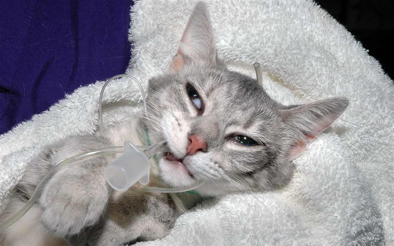 cat foto HD Tapety na plochu #32 - 1280x800