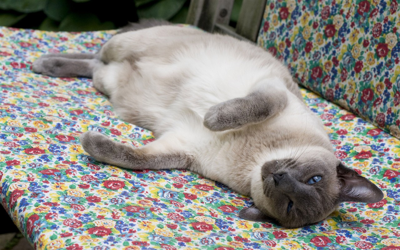 cat foto HD Tapety na plochu #38 - 1280x800