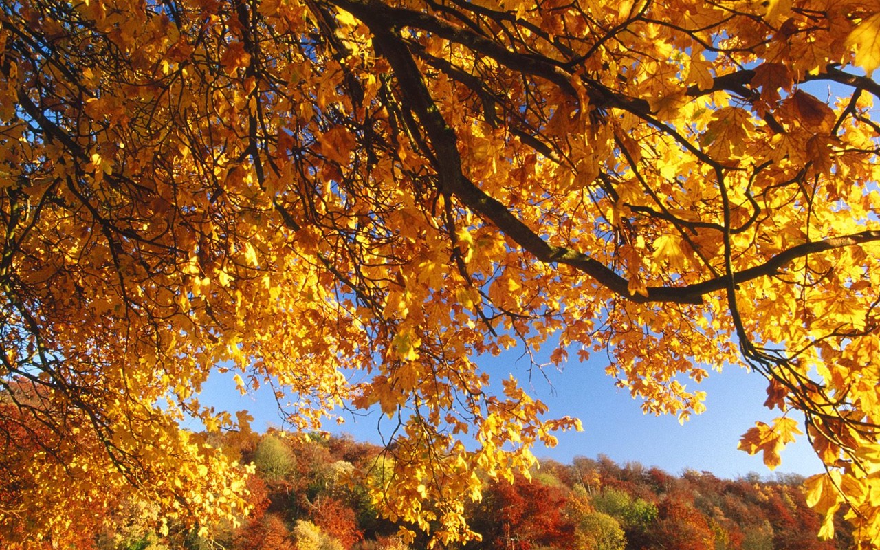 Dickes Herbstlandschaft Tapete #8 - 1280x800
