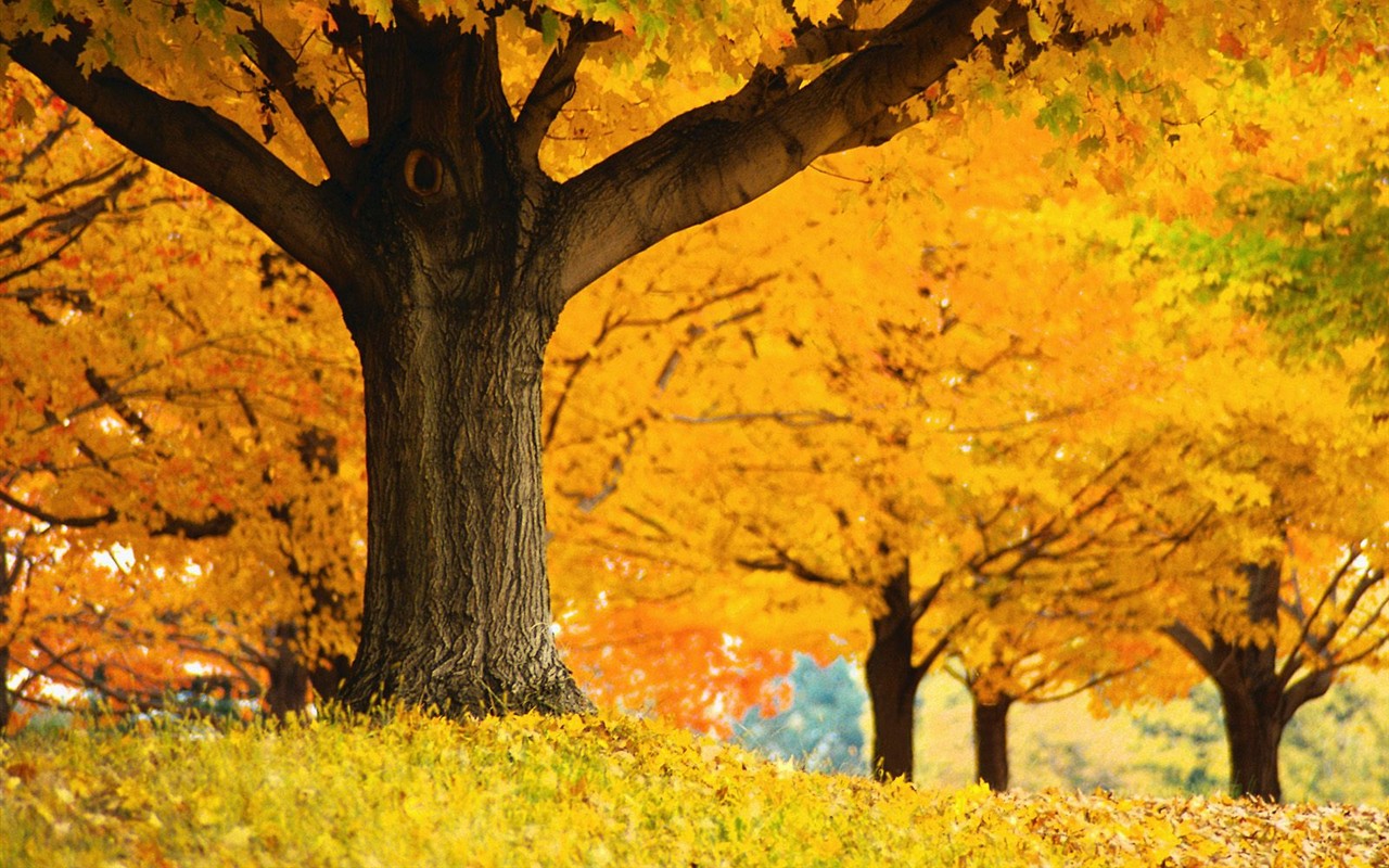 Dickes Herbstlandschaft Tapete #10 - 1280x800