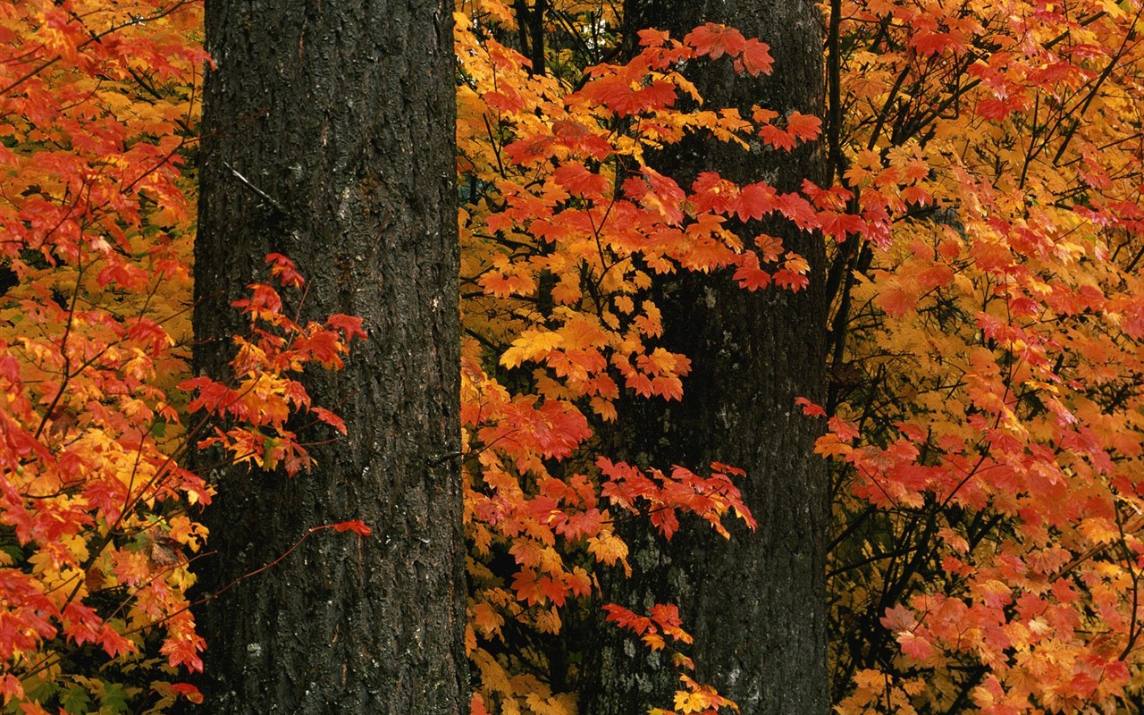 Fond d'écran épais décor de l'automne #15 - 1280x800