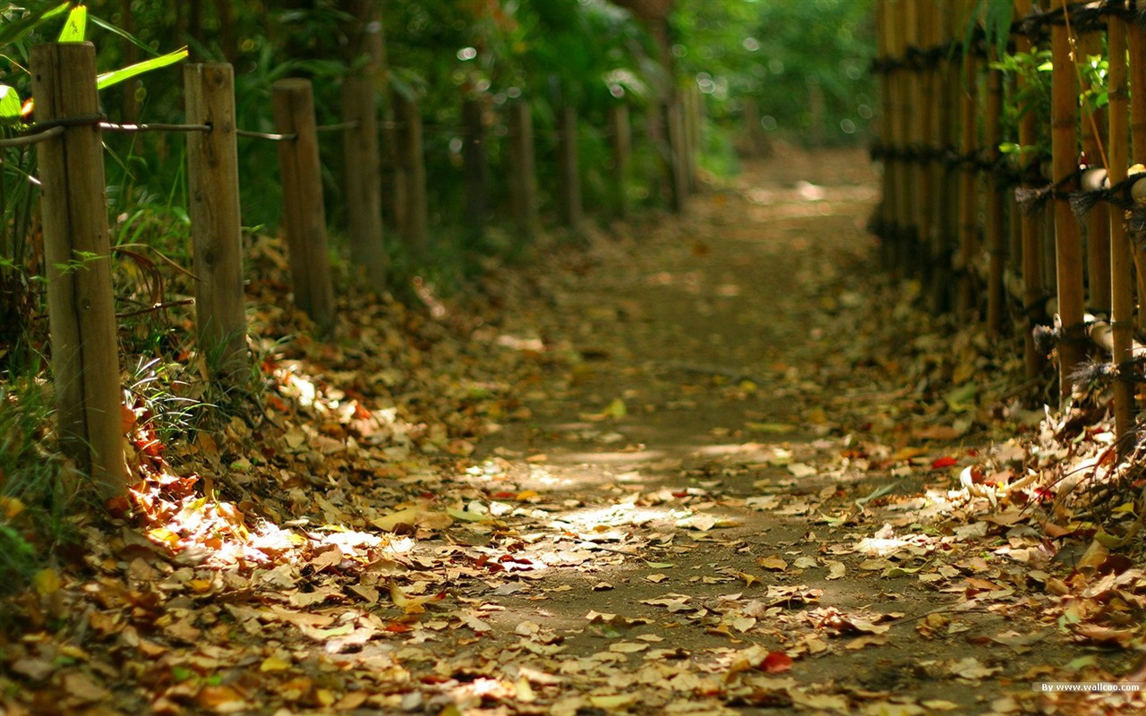 寧靜庭園 公園美景壁紙 #19 - 1280x800