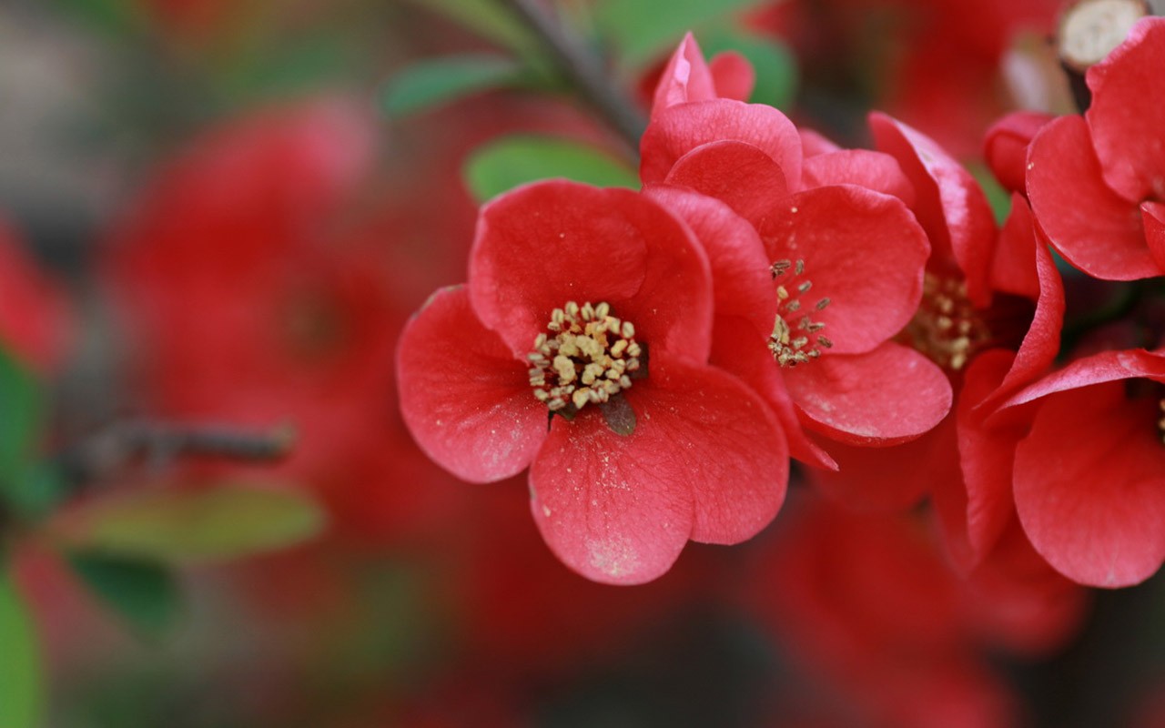 봄 꽃 (Minghu Metasequoia 작동) #1 - 1280x800