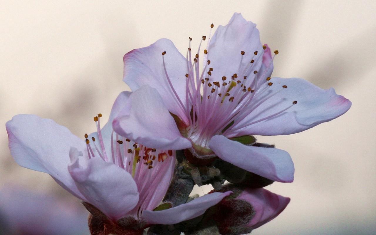 봄 꽃 (Minghu Metasequoia 작동) #2 - 1280x800