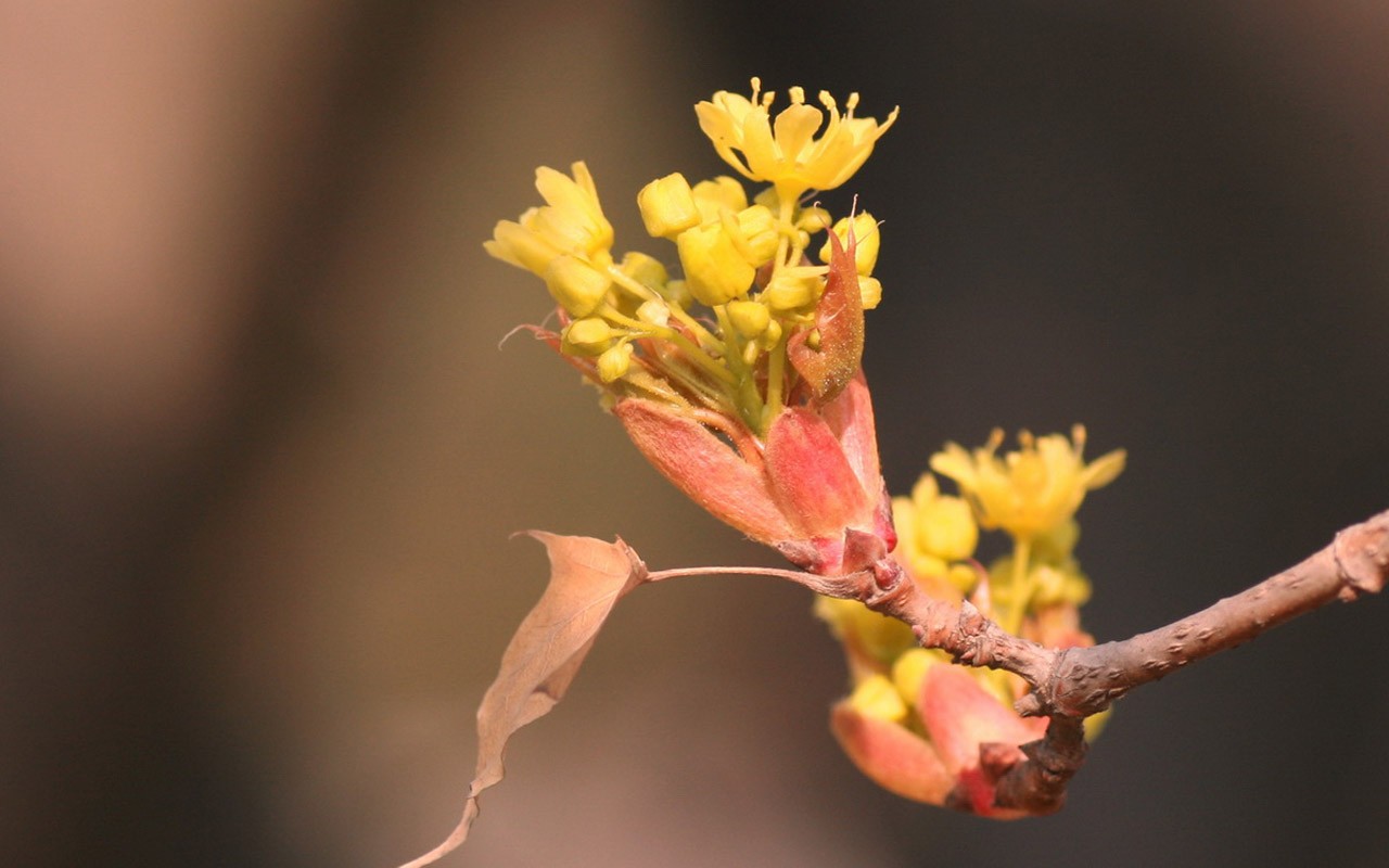 봄 꽃 (Minghu Metasequoia 작동) #3 - 1280x800