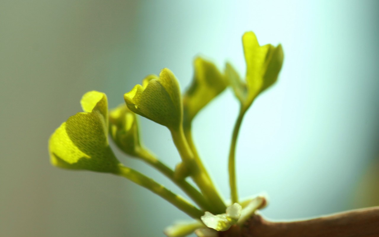 Spring flowers (Minghu Metasequoia works) #5 - 1280x800