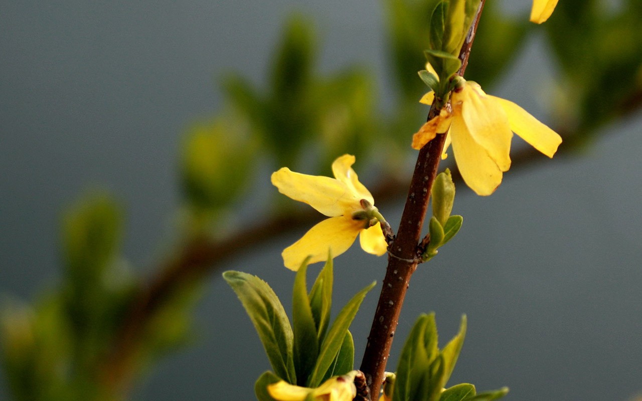 봄 꽃 (Minghu Metasequoia 작동) #6 - 1280x800