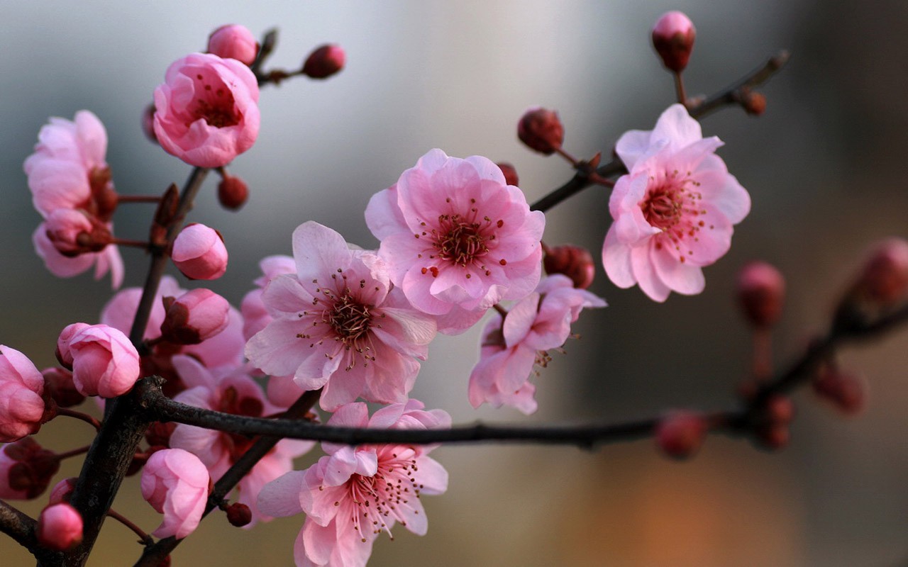 봄 꽃 (Minghu Metasequoia 작동) #8 - 1280x800