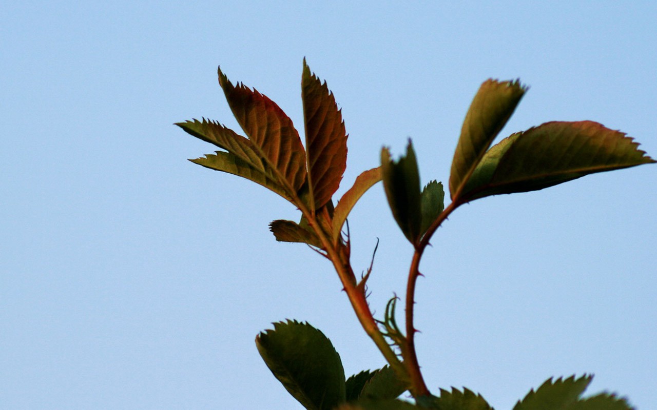 Spring flowers (Minghu Metasequoia works) #9 - 1280x800