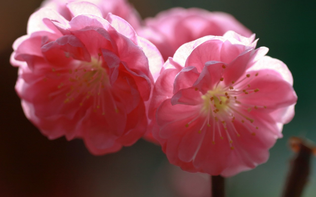 봄 꽃 (Minghu Metasequoia 작동) #14 - 1280x800
