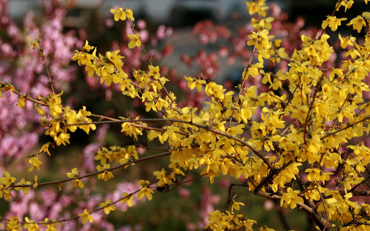 Spring flowers (Minghu Metasequoia works) #15 - 1280x800