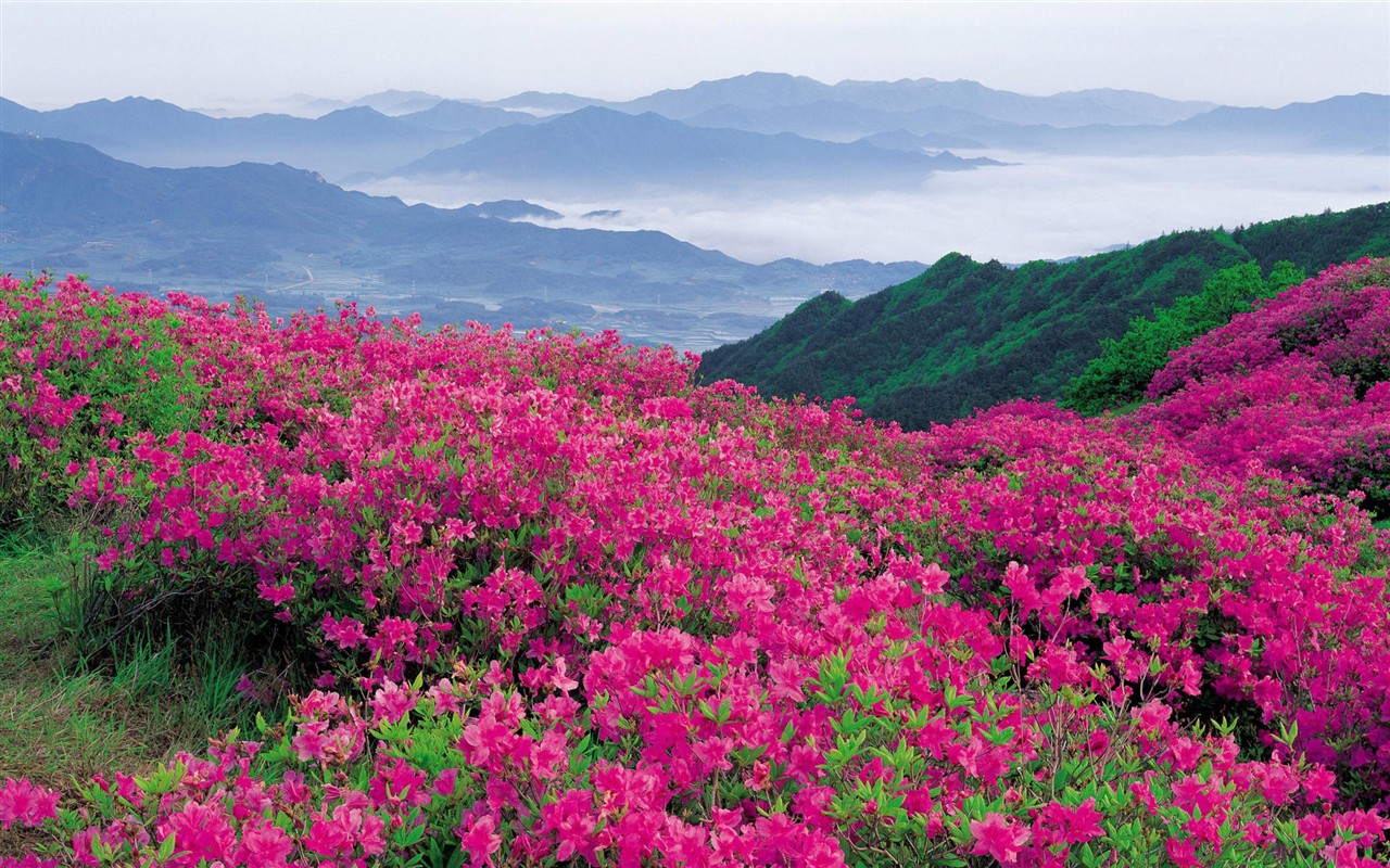 Fond d'écran HD de fleurs colorées #3 - 1280x800