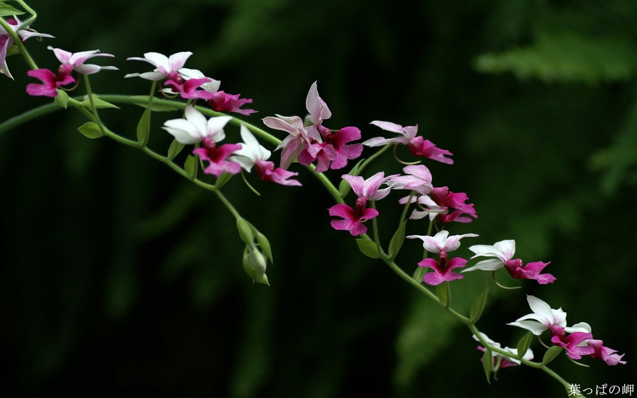 鮮豔奪目花朵高清壁紙 #4 - 1280x800