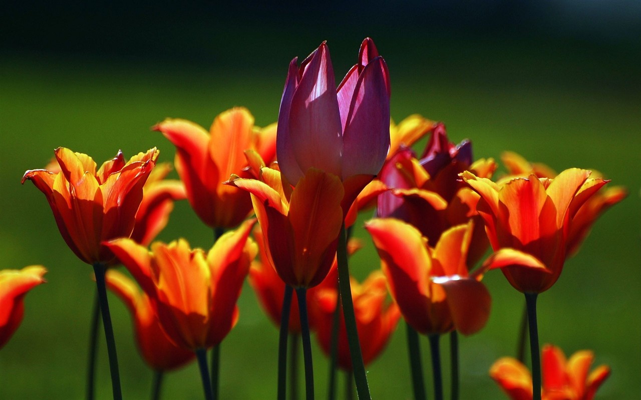 HD wallpaper with colorful flowers #6 - 1280x800