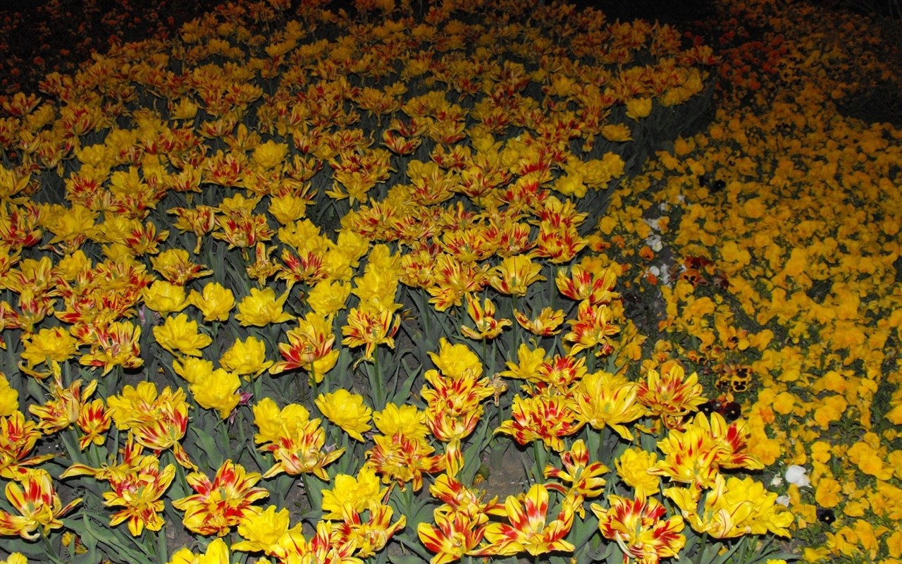 Fond d'écran HD de fleurs colorées #17 - 1280x800
