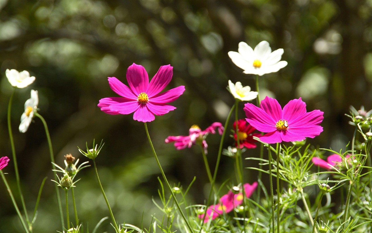 Fond d'écran HD de fleurs colorées #19 - 1280x800