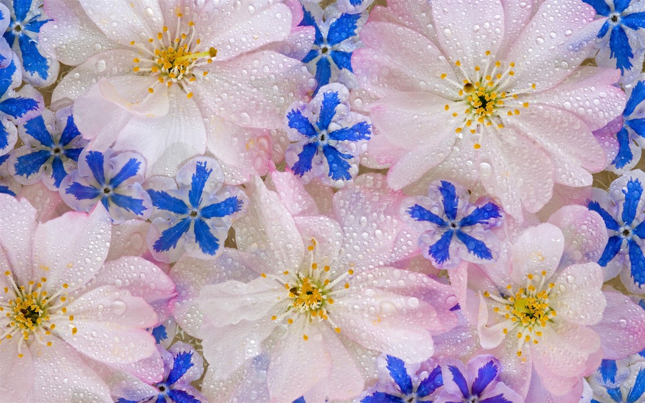 Fond d'écran HD de fleurs colorées #20 - 1280x800