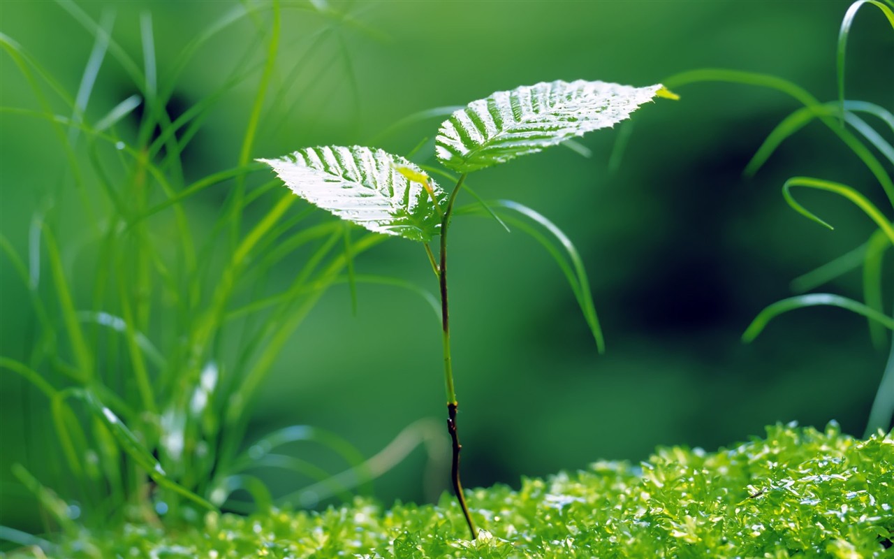 Sprout leaves HD Wallpaper (2) #17 - 1280x800