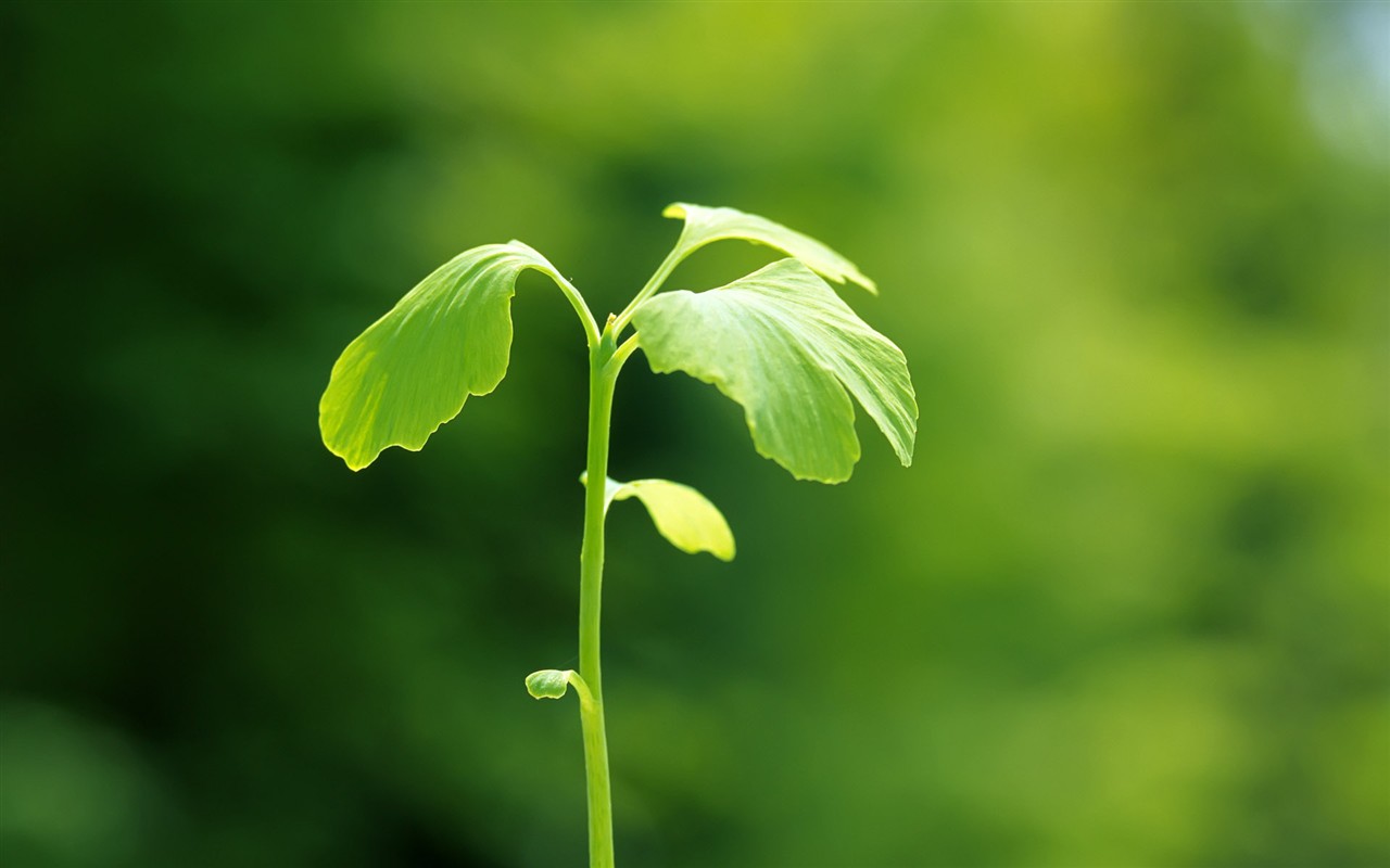 Sprout leaves HD Wallpaper (2) #23 - 1280x800