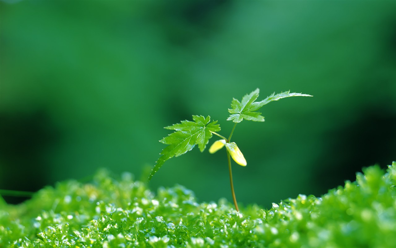 Sprout leaves HD Wallpaper (2) #31 - 1280x800