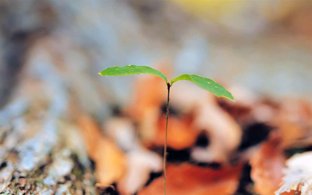 Sprout leaves HD Wallpaper (2) #34 - 1280x800