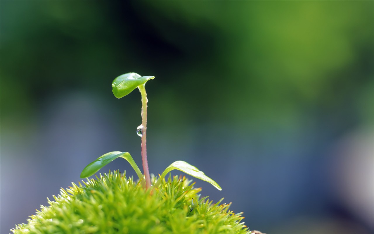 Sprout leaves HD Wallpaper (2) #37 - 1280x800