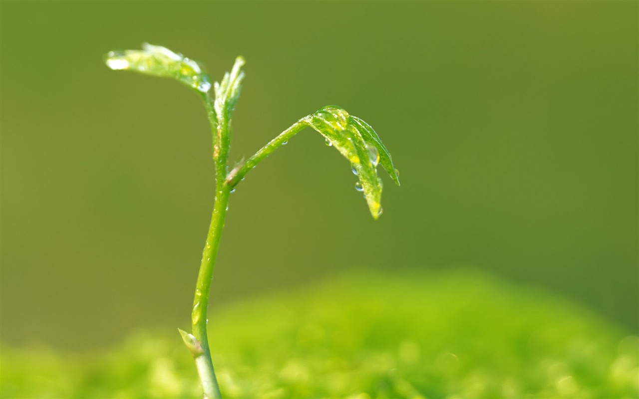 Sprout leaves HD Wallpaper (2) #38 - 1280x800