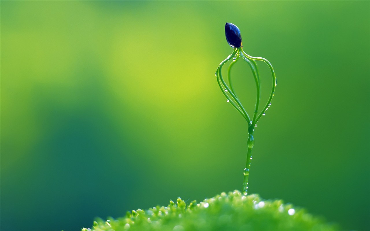 Sprout leaves HD Wallpaper (2) #39 - 1280x800